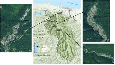 Establishment of terrestrial mammals on former reservoir beds following large dam removal on the Elwha River, Washington, USA